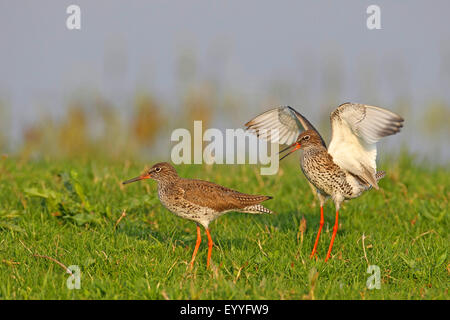 Comune (redshank Tringa totanus), accoppiamento, Paesi Bassi Utrecht Foto Stock