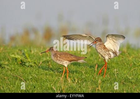 Comune (redshank Tringa totanus), accoppiamento, Paesi Bassi Utrecht Foto Stock