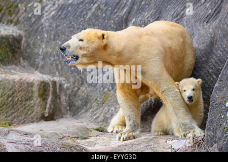 Orso polare (Ursus maritimus), la madre con il suo cucciolo in uno zoo Foto Stock