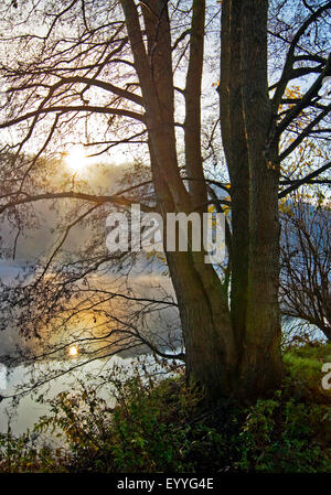Albero sul fiume Ruhr banca al sorgere del sole in autunno , in Germania, in Renania settentrionale-Vestfalia, la zona della Ruhr, Witten Foto Stock