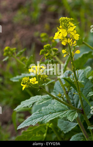 Charlock, campo mostarda, il grano di senape (Sinapis arvense), fioritura, Germania Foto Stock