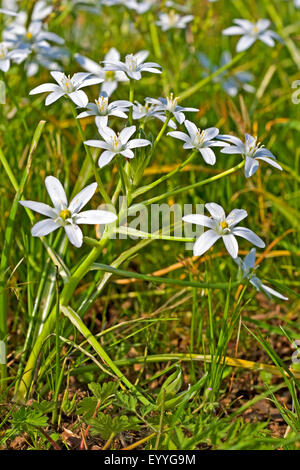 Sleepydick, stella di Betlemme (Ornithogalum umbellatum), fioritura, Germania Foto Stock