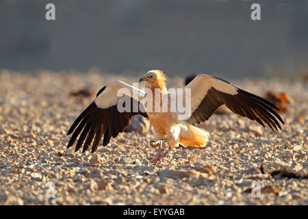 Avvoltoio capovaccaio (Neophron percnopterus), lo sbarco a terra, Isole Canarie Fuerteventura Foto Stock