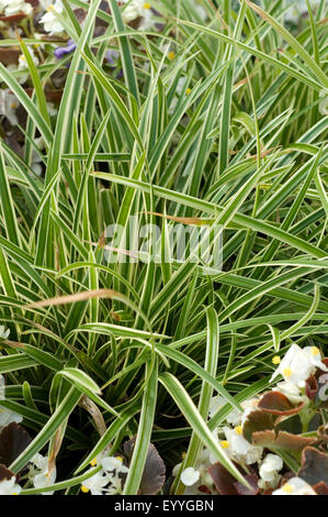 Japan-Segge; Carex morrowii; la danza su ghiaccio Foto Stock