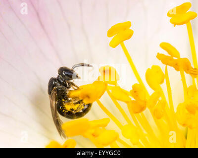 Il sudore bee (Lasioglossum politum), femmina rovistando sul cane rosa (Rosa canina), Germania Foto Stock