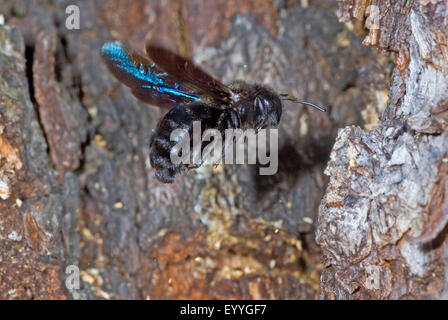 Violetta carpenter bee (Xylocopa violacea), presso il suo nido, Germania Foto Stock