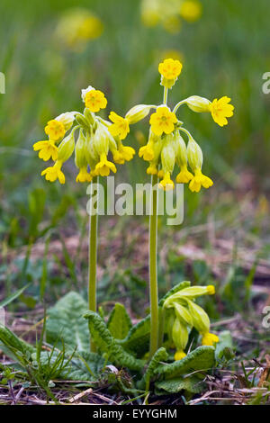 Cowslip primula (Primula veris), fioritura, Germania Foto Stock