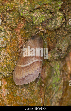 Fox moth (Macrothylacia rubi), sulla corteccia, Germania Foto Stock