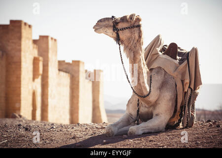 Camel in appoggio al di fuori le mura della città nel deserto, Ouarzazate, Souss-Massa-Draa, Marocco Foto Stock