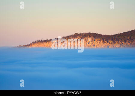 Piccola collina venuta fuori le nuvole su una mattina presto in inverno, in Germania, in Baviera, il Parco Nazionale della Foresta Bavarese Foto Stock