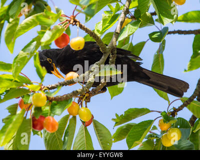 Merlo (Turdus merula), maschio a mangiare le ciliegie di un albero ciliegio, Germania Foto Stock