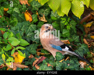 Jay (Garrulus glandarius), nascondere una ghianda tra ivy, inverno cibo, Germania Foto Stock