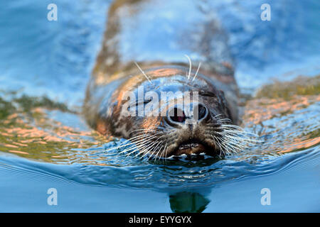 Guarnizione di tenuta del porto, guarnizione comune (Phoca vitulina), nuoto Foto Stock