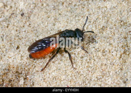 Il cuculo bee, sudore bee, Halictid Bee (Sphecodes albilabris, Sphecodes fuscipennis), sulla sabbia, Germania Foto Stock
