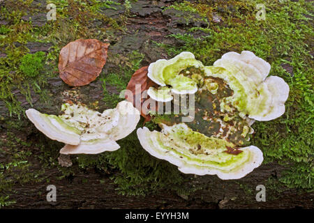 Staffa bitorzoluto (Trametes gibbosa), di corpi fruttiferi su mossy deadwood, Germania Foto Stock