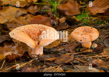 Lo zafferano cappuccio di latte, zafferano milkcap, pino rosso fungo (Lactarius deliciosus), due cappucci di latte sulla terra foresta con gli aghi di pino, Germania Foto Stock