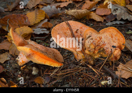 Lo zafferano cappuccio di latte, zafferano milkcap, pino rosso fungo (Lactarius deliciosus), due cappucci di latte sulla terra foresta con gli aghi di pino, Germania Foto Stock