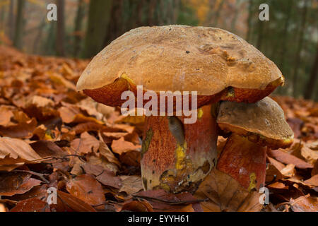 Stelo punteggiata bolete, punteggiate di stelo bolete, Scarletina bolete (Boletus erythropus, Boletus luridiformis), tra foglie di autunno di faggio, Germania Foto Stock