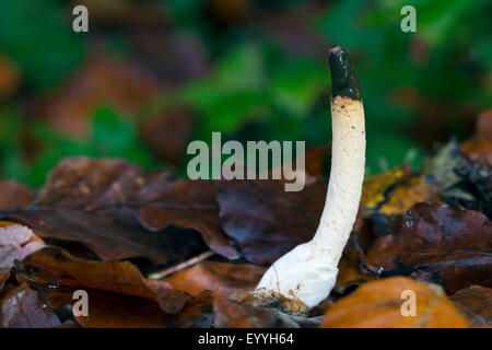 Cane (stinkhorn Mutinus caninus, fallo caninus), sul suolo della foresta, Germania Foto Stock