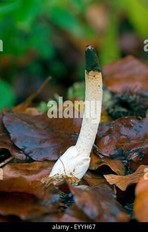 Cane (stinkhorn Mutinus caninus, fallo caninus), sul suolo della foresta, Germania Foto Stock