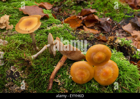 Campana funebre (Galerina marginata, Galerina autumnalis, Psilocybe marginata), tra moss con woodtuft inguainato (a destra), Germania Foto Stock