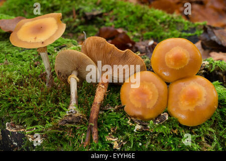 Campana funebre (Galerina marginata, Galerina autumnalis, Psilocybe marginata), tra moss con woodtuft inguainato (a destra), Germania Foto Stock