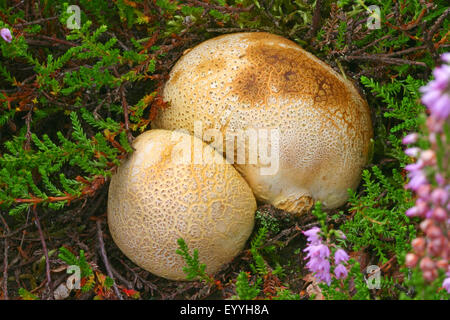 Earthball comune (Scleroderma citrinum), di corpi fruttiferi sul suolo della foresta, vista da sopra, Germania Foto Stock