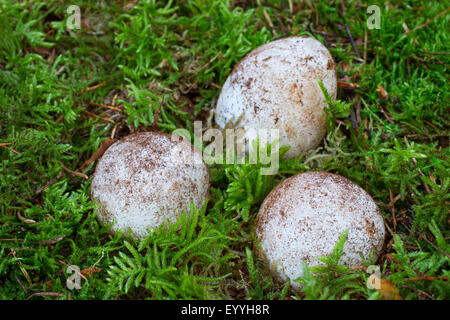 Stinkhorn (Phallus impudicus), in moos, Germania Foto Stock