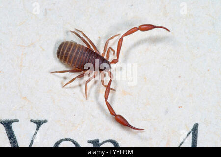 Casa pseudoscorpion, prenota scorpion (Chelifer cancroides), su un foglio di carta, Germania Foto Stock