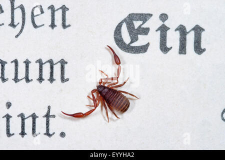 Casa pseudoscorpion, prenota scorpion (Chelifer cancroides), su un foglio di carta, Germania Foto Stock