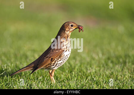 Tordo bottaccio (Turdus philomelos), con i lombrichi in bolletta, Paesi Bassi, Frisia Foto Stock