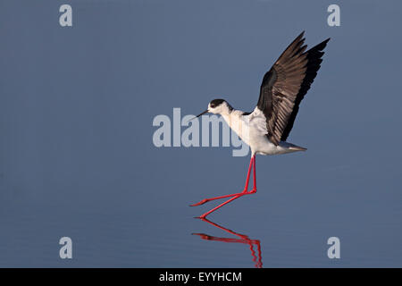 Black-winged stilt (Himantopus himantopus), atterraggio sulla superficie dell'acqua, Grecia, Lesbo Foto Stock