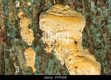 Oak mazegill, Dedalo-gill fungo (Daedalea quercina, Trametes quercina), albero fruttifero a tronco di quercia, Germania Foto Stock