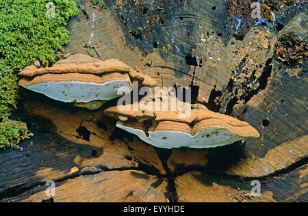 Artista della staffa, artista Conk (Ganoderma lipsiense, Ganoderma applanatum), corpo fruttifero sul troncone di albero, Germania Foto Stock