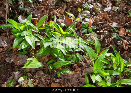 Ramsons, buckrams, aglio selvatico, di latifoglie, aglio Aglio in legno muniti di porro, l'aglio orsino (Allium ursinum), di fogliame, Germania Foto Stock