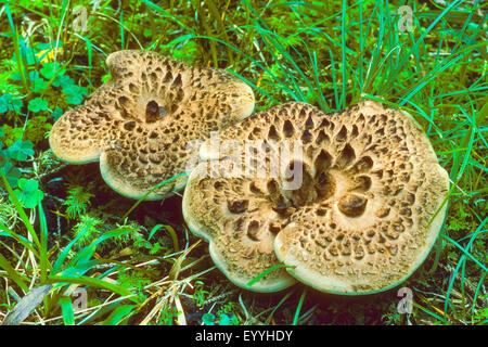 Dente squamosa, hedgehog incastrata, squamosa hedgehog (Sarcodon imbricatus), due corpi fruttiferi su erba, Germania Foto Stock