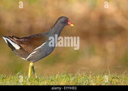 (Moorhen Gallinula chloropus), che stava presso il fiume, Paesi Bassi, Frisia Foto Stock