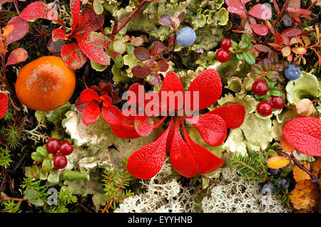 In autunno la tundra, STATI UNITI D'AMERICA, Alaska Denali Nationalpark Foto Stock