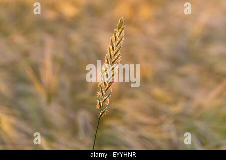 Gramigna, twitch, quick erba, erba quitch, quitch, cane erba, quackgrass, gramolazione erba, witchgrass (Agropyron repens, Elymus repens), orecchio di granella nella luce della sera, in Germania, in Renania settentrionale-Vestfalia Foto Stock