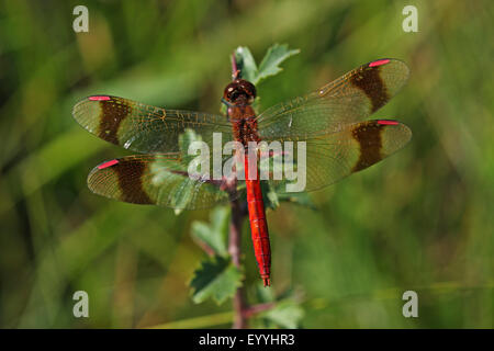 Nastrare (sympetrum pedemontanum Sympetrum), maschio , Germania Foto Stock