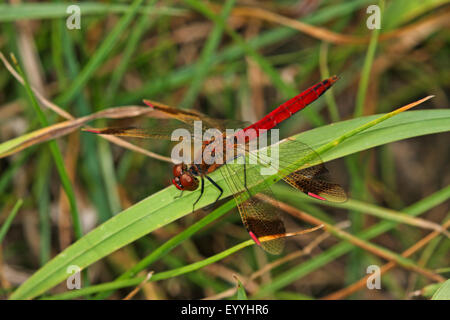 Nastrare (sympetrum pedemontanum Sympetrum), maschio , Germania Foto Stock