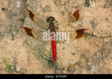 Nastrare (sympetrum pedemontanum Sympetrum), maschio , Germania Foto Stock