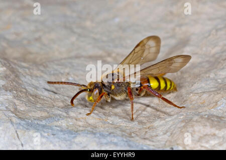 A cucù giallo ape (Nomada flava), maschio, Germania Foto Stock