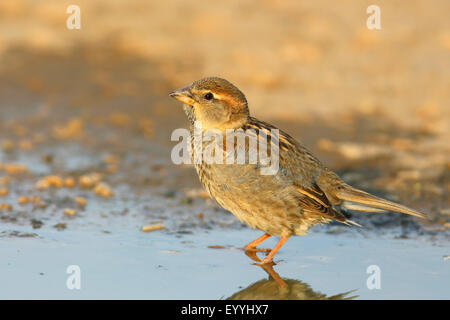 Passera sarda (Passer hispaniolensis), in piumaggio immaturi in piedi in acqua, Bulgaria, Kaliakra Foto Stock