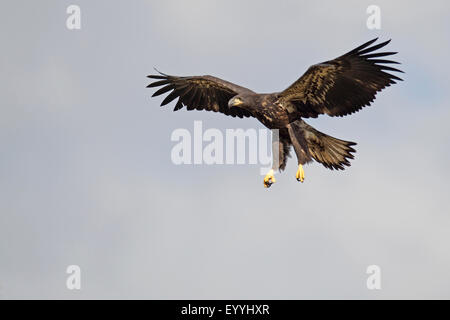 American aquila calva (Haliaeetus leucocephalus), atterraggio eagle nel piumaggio immaturi , USA Florida Foto Stock