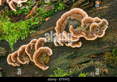 La Turchia di coda, Turkeytail molti-zoned staffa, il decadimento di legno (Trametes versicolor, Coriolus versicolor), di corpi fruttiferi su deadwood, Germania Foto Stock