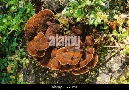 Staffa di benzoino (Ischnoderma benzoinum, Lasiochlaena benzoina, Ischnoderma resinosum forma benzoinum), di corpi fruttiferi su deadwood, Germania Foto Stock