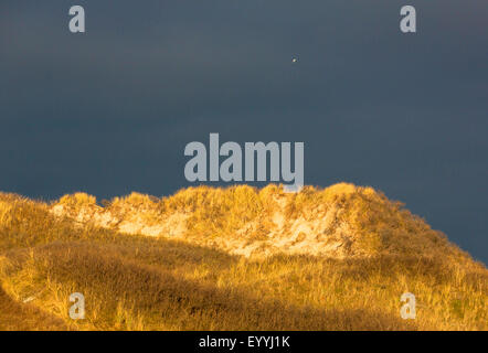 Seagull sulla duna, Germania, Bassa Sassonia, Frisia orientale, Juist Foto Stock