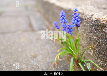 Uva armeno-giacinto (Muscari armeniacum), feral in un marciapiede gap, in Germania, in Baviera, Oberpfalz Foto Stock