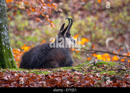 Il camoscio (Rupicapra rupicapra), in appoggio in una foresta autunnale, Svizzera, Sankt Gallen Foto Stock